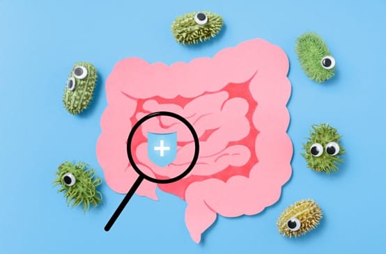 臨床研究證實益生菌有助於： ․腸胃道疾病和過敏性疾病。 ․肥胖症、胰島素抵抗症、2型糖尿病和非酒精性脂肪肝。 ․具有提高人體免疫調節作用。