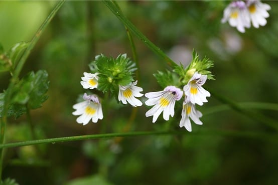 「小米草」自中世紀以來就被指定為天然的晶亮保養補品